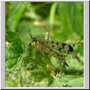 Panorpa communis - Gemeine Skorpionsfliege w02.jpg